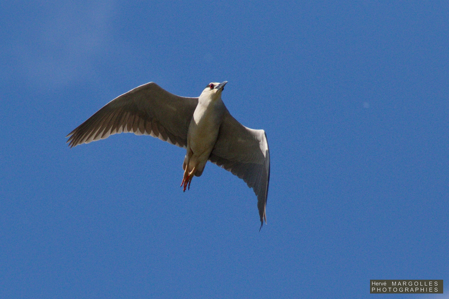 Heron bihoreau-04.jpg